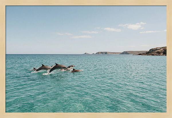 Dolphins Dancing In Crystal Waters