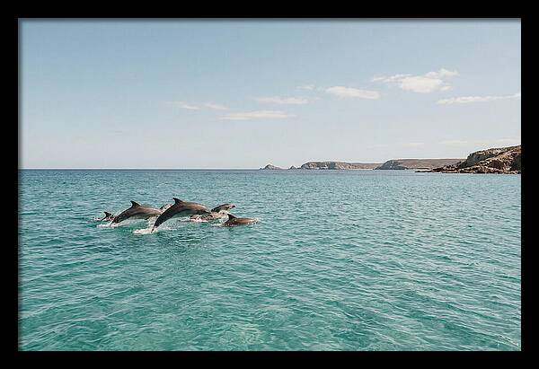 Dolphins Dancing In Crystal Waters