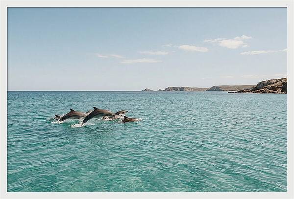 Dolphins Dancing In Crystal Waters