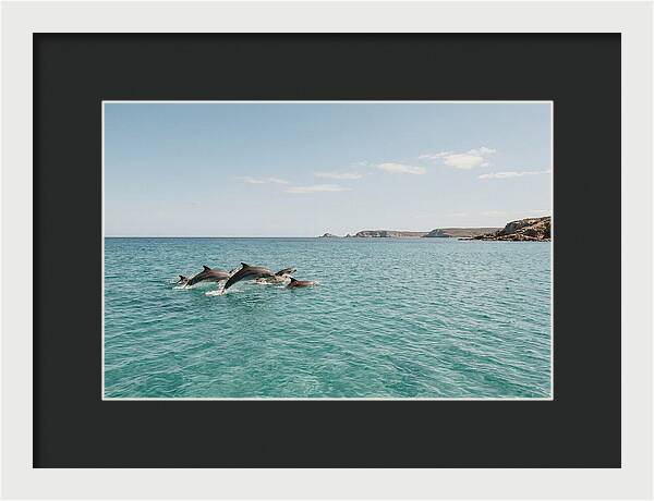 Dolphins Dancing In Crystal Waters