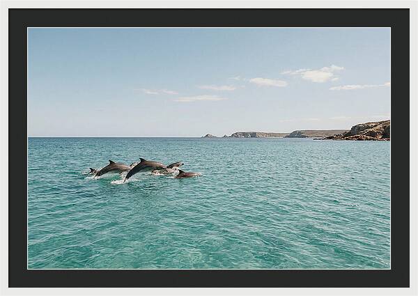 Dolphins Dancing In Crystal Waters