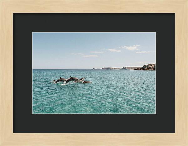 Dolphins Dancing In Crystal Waters