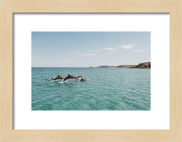 Dolphins Dancing In Crystal Waters
