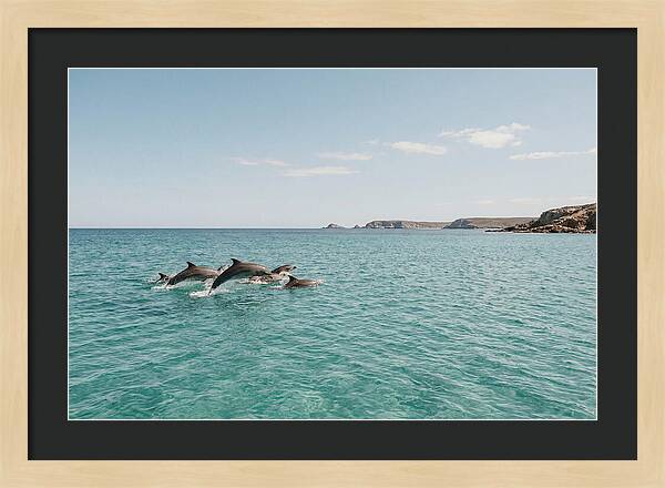 Dolphins Dancing In Crystal Waters