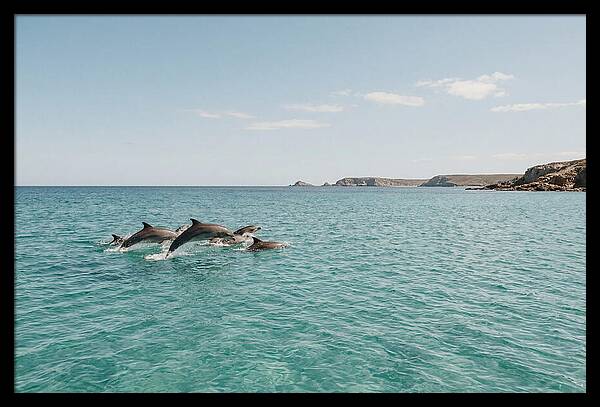 Dolphins Dancing In Crystal Waters