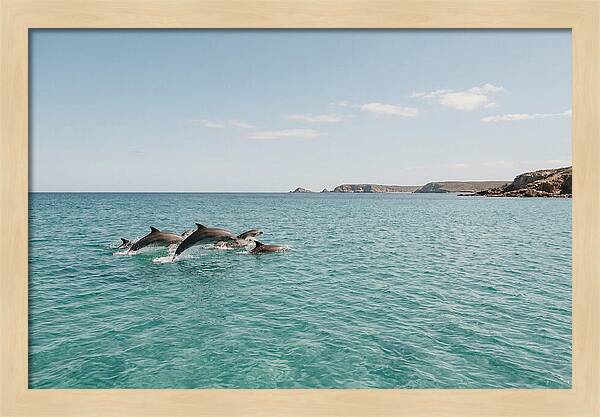 Dolphins Dancing In Crystal Waters
