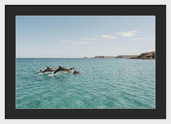 Dolphins Dancing In Crystal Waters