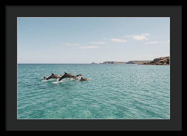 Dolphins Dancing In Crystal Waters