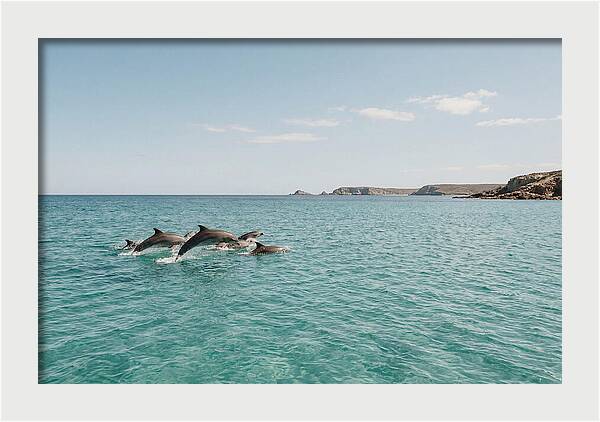 Dolphins Dancing In Crystal Waters