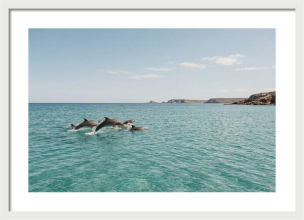 Dolphins Dancing In Crystal Waters