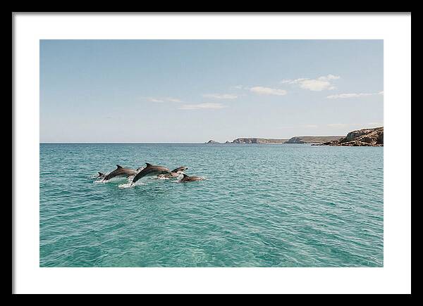Dolphins Dancing In Crystal Waters