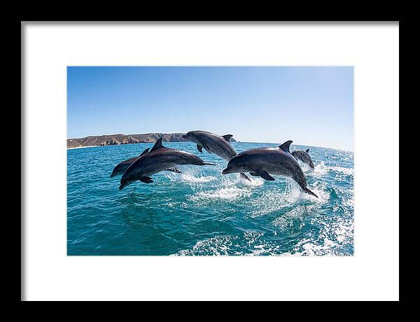 Dolphins Dancing In The Waves