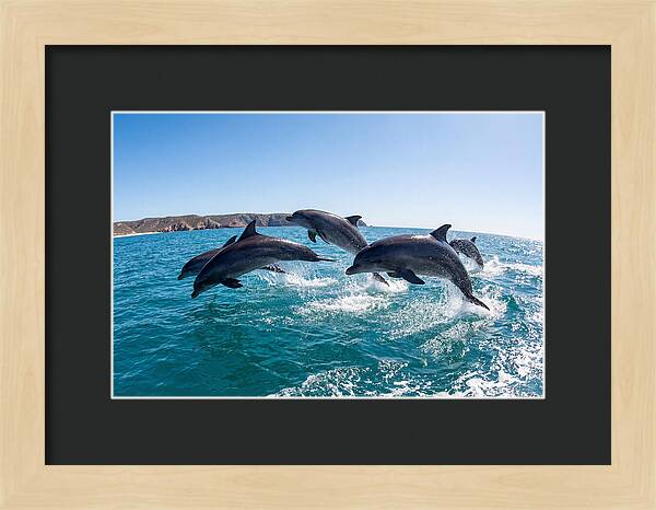 Dolphins Dancing In The Waves