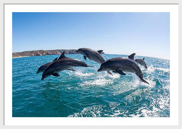Dolphins Dancing In The Waves