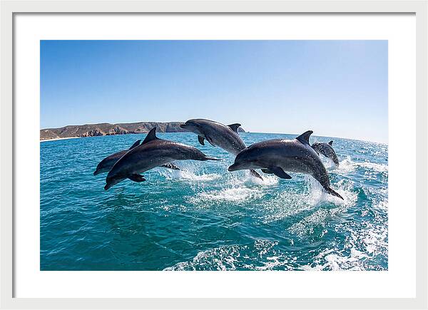 Dolphins Dancing In The Waves