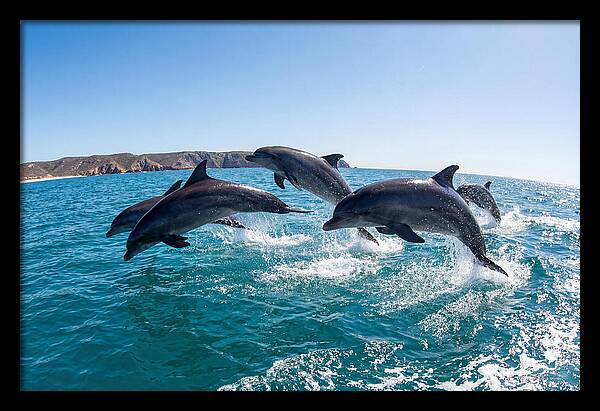 Dolphins Dancing In The Waves