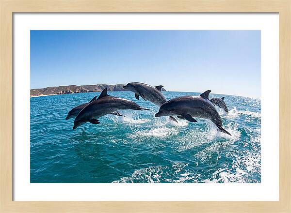 Dolphins Dancing In The Waves