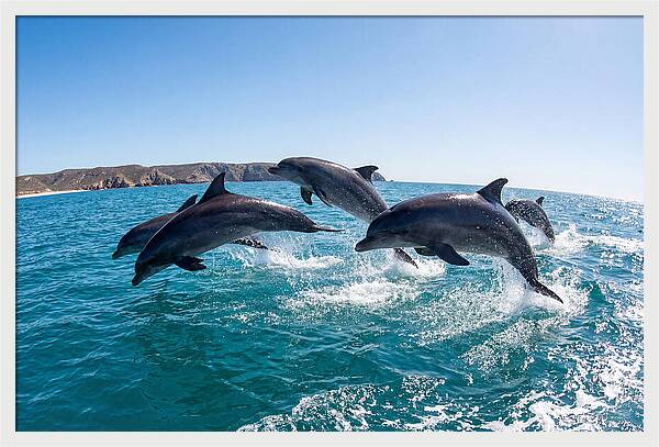 Dolphins Dancing In The Waves