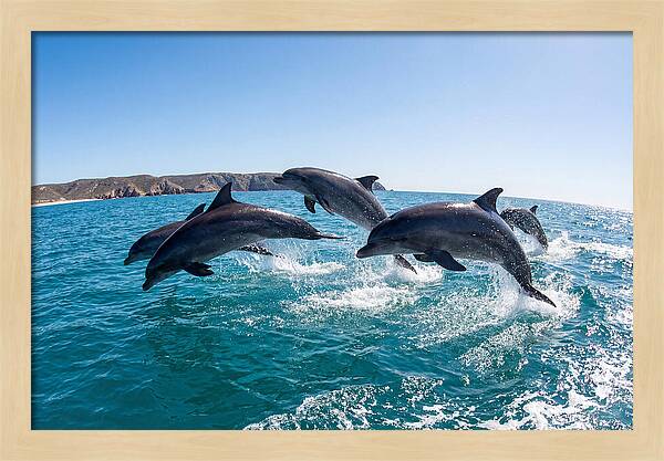 Dolphins Dancing In The Waves