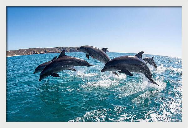 Dolphins Dancing In The Waves