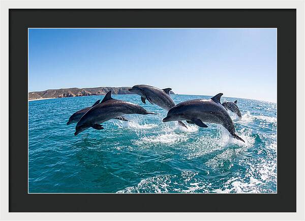 Dolphins Dancing In The Waves