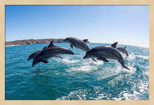 Dolphins Dancing In The Waves