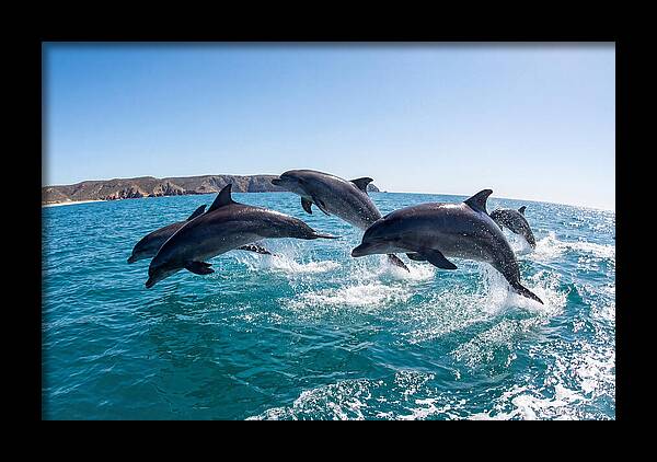 Dolphins Dancing In The Waves