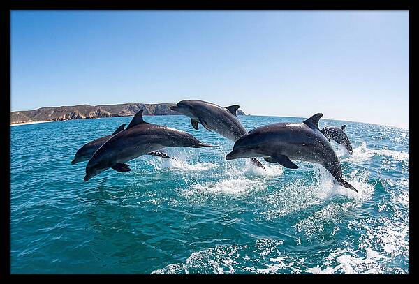 Dolphins Dancing In The Waves