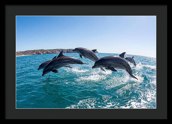 Dolphins Dancing In The Waves