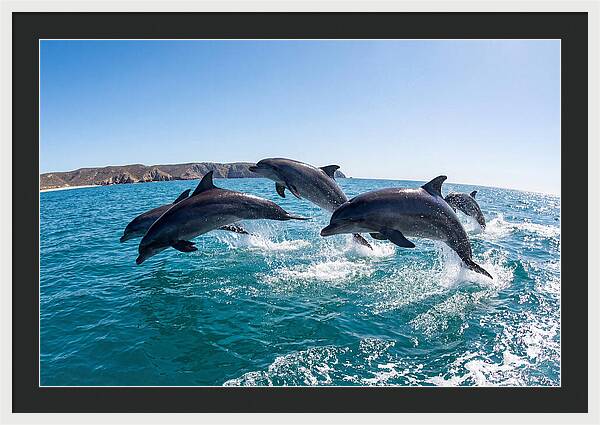 Dolphins Dancing In The Waves