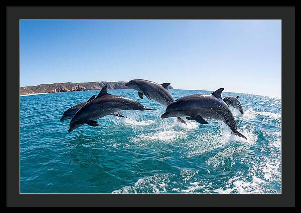 Dolphins Dancing In The Waves