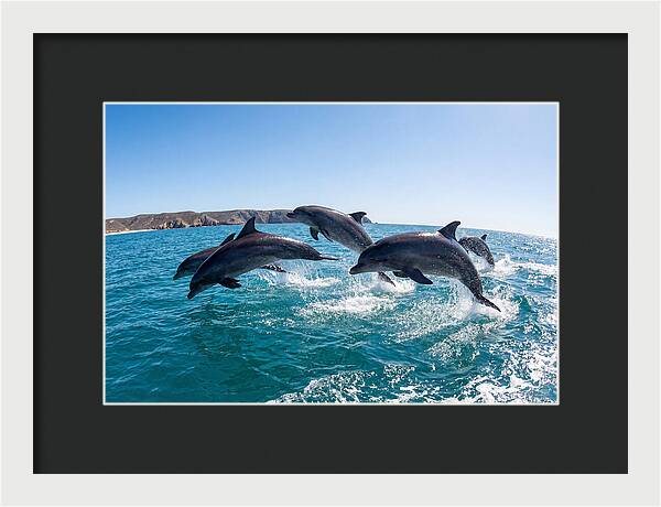 Dolphins Dancing In The Waves