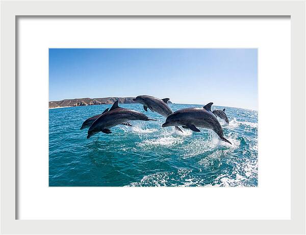 Dolphins Dancing In The Waves