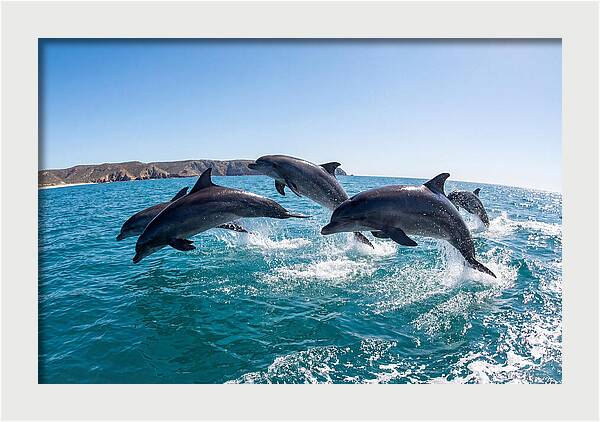 Dolphins Dancing In The Waves