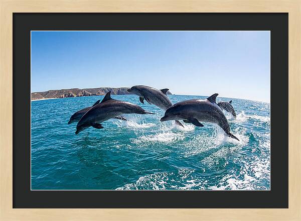 Dolphins Dancing In The Waves
