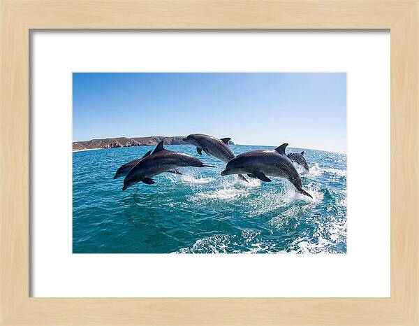 Dolphins Dancing In The Waves