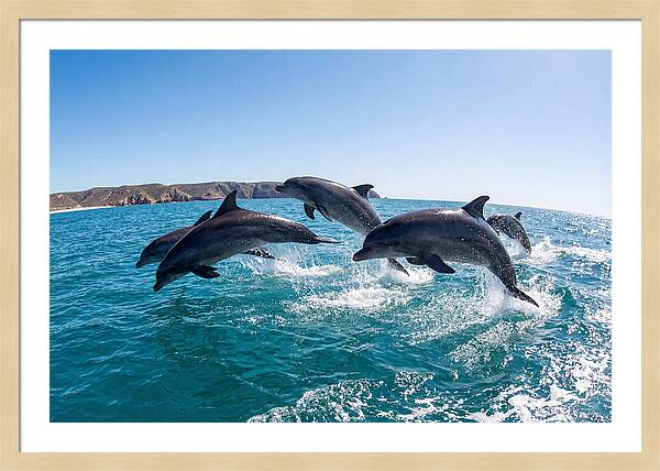Dolphins Dancing In The Waves