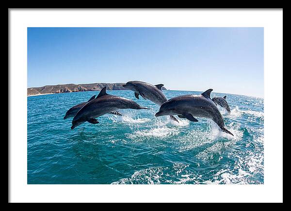 Dolphins Dancing In The Waves