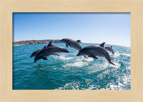 Dolphins Dancing In The Waves