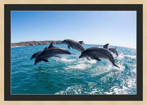 Dolphins Dancing In The Waves