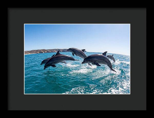 Dolphins Dancing In The Waves