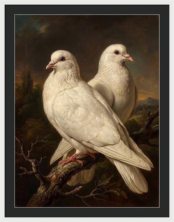 Doves Perched In Harmony