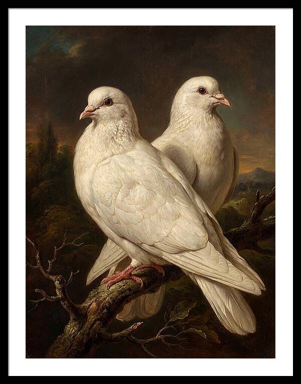 Doves Perched In Harmony