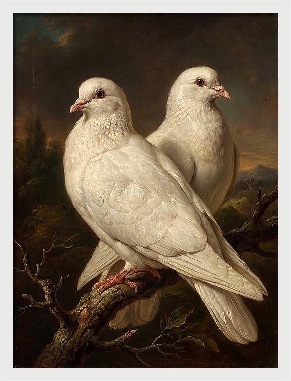 Doves Perched In Harmony