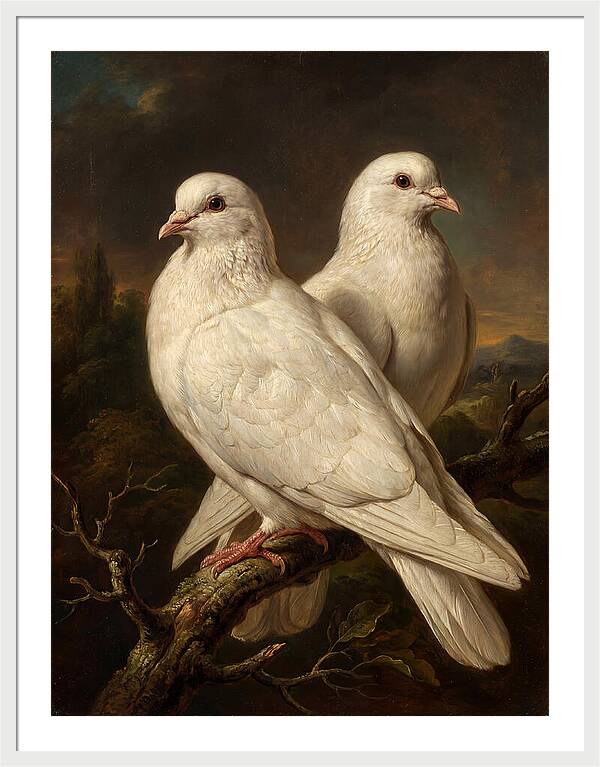 Doves Perched In Harmony