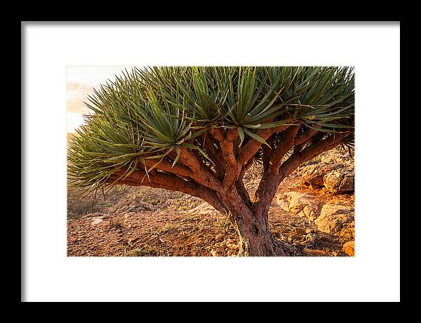 Dragon Blood Tree Under Sunset