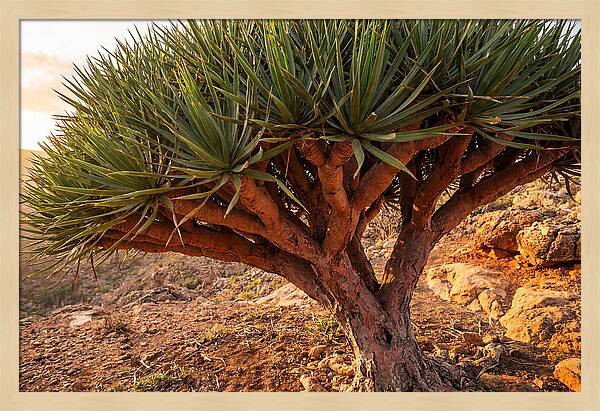 Dragon Blood Tree Under Sunset
