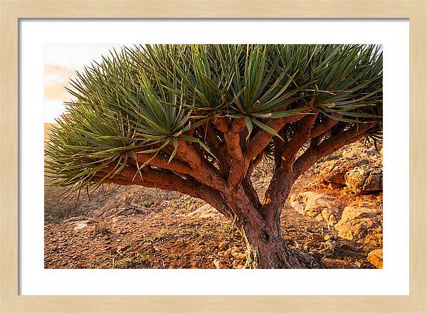 Dragon Blood Tree Under Sunset