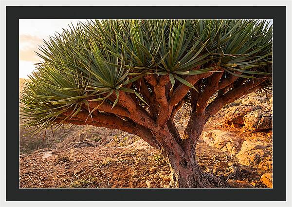 Dragon Blood Tree Under Sunset