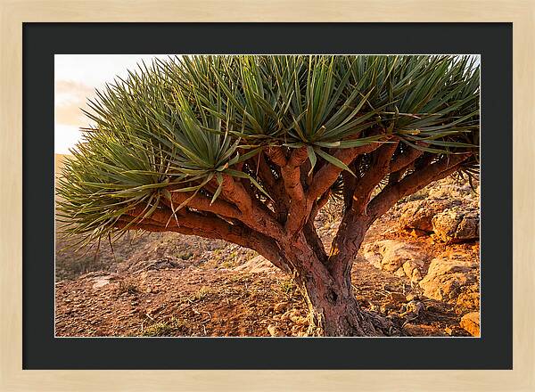 Dragon Blood Tree Under Sunset